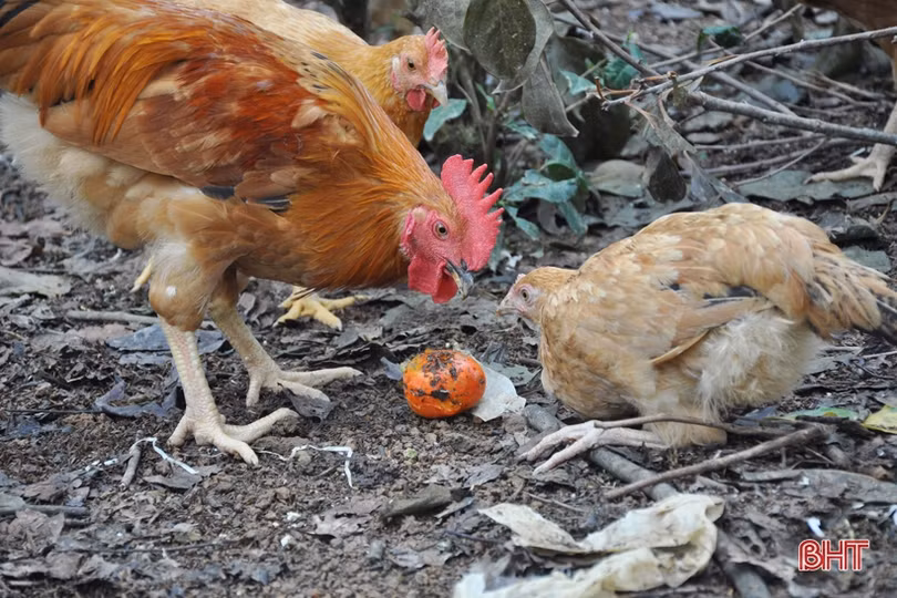 Lạc lối giữa vườn hồng “làm chơi, ăn thật” ở Hương Khê