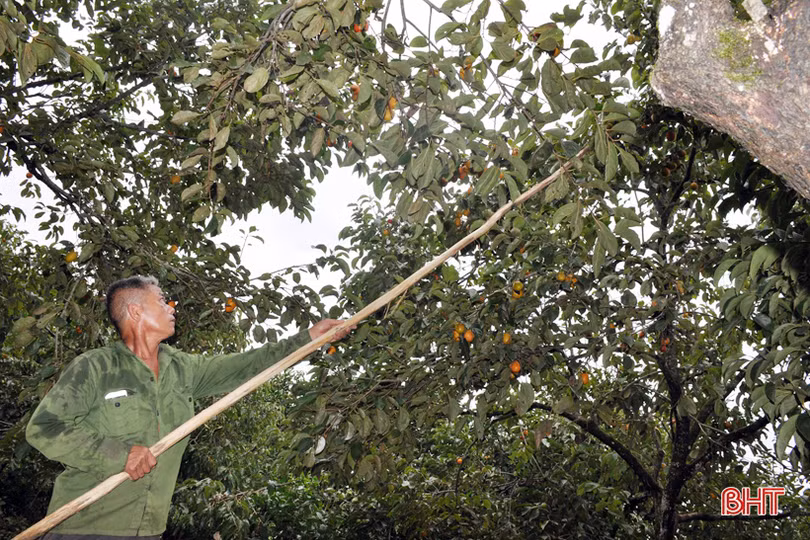 Lạc lối giữa vườn hồng “làm chơi, ăn thật” ở Hương Khê