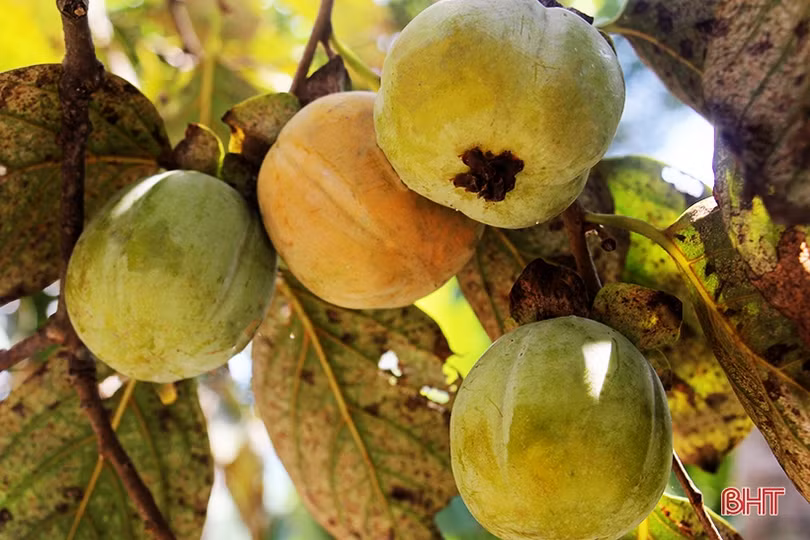 Hồng Đông Lộ chín rộ vườn, ai chậm chân đừng trách... thương lái!