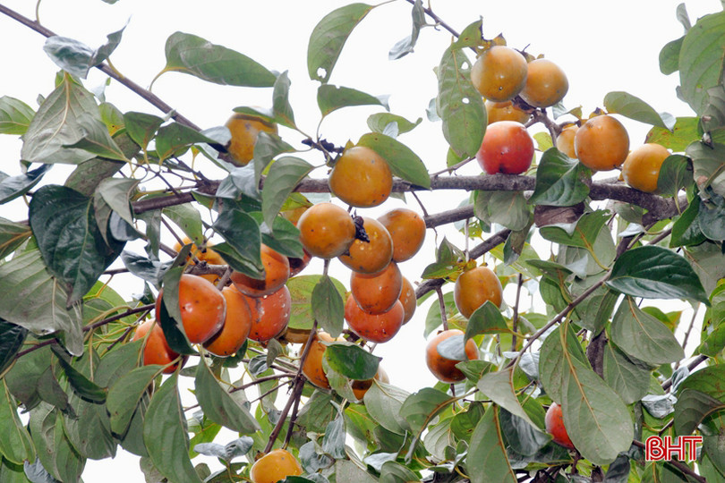 Lạc lối giữa vườn hồng “làm chơi, ăn thật” ở Hương Khê