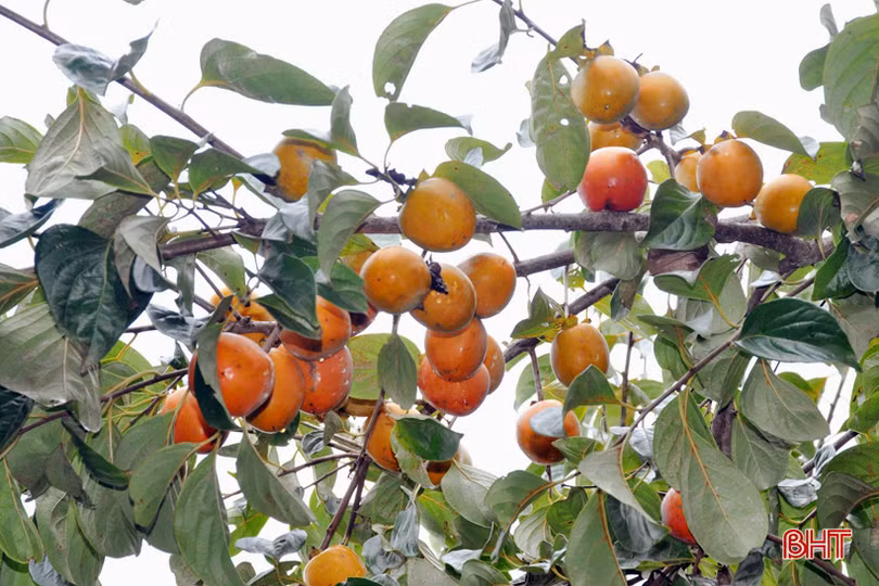 Lạc lối giữa vườn hồng "làm chơi, ăn thật" ở Hương Khê ảnh 19 Lạc lối giữa vườn hồng “làm chơi, ăn thật” ở Hương Khê