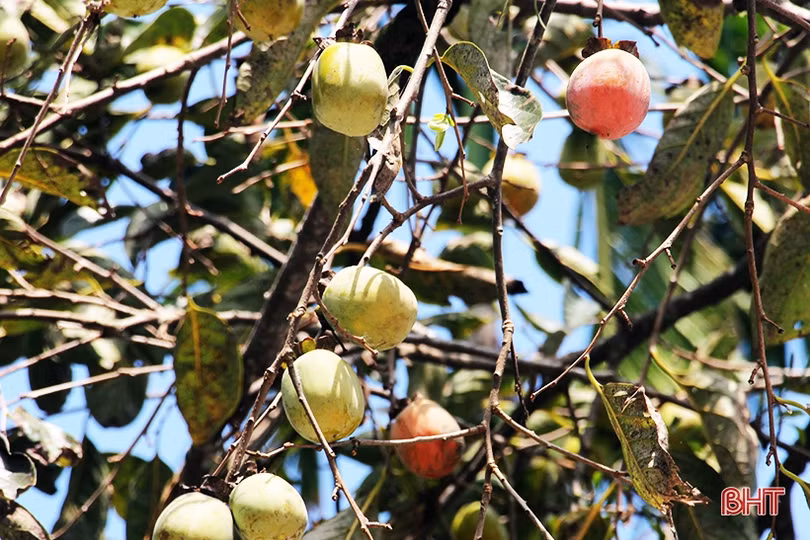 Hồng Đông Lộ chín rộ vườn, ai chậm chân đừng trách... thương lái!