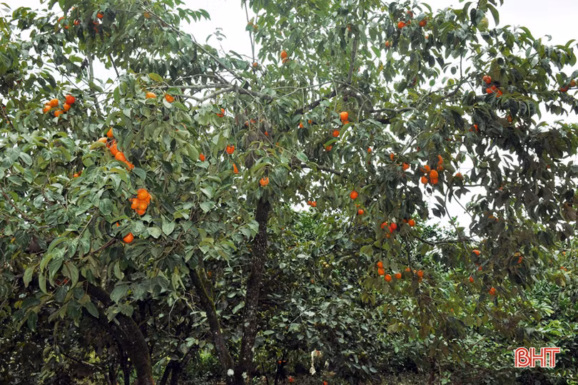 Lạc lối giữa vườn hồng “làm chơi, ăn thật” ở Hương Khê