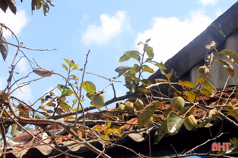 Hồng Đông Lộ chín rộ vườn, ai chậm chân đừng trách... thương lái!