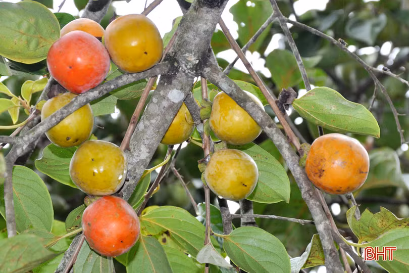 Lạc lối giữa vườn hồng “làm chơi, ăn thật” ở Hương Khê