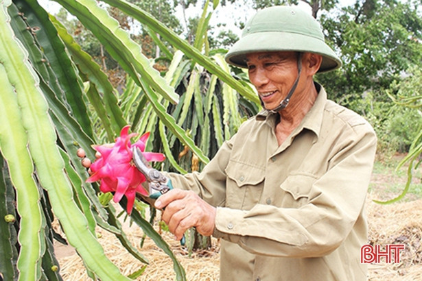 Nghi Xuân thành lập 680 mô hình kinh tế nông thôn mới
