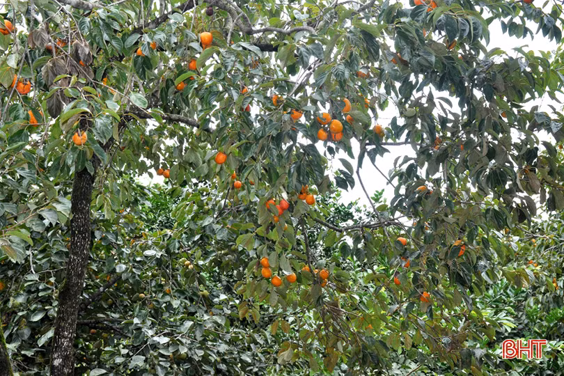 Lạc lối giữa vườn hồng “làm chơi, ăn thật” ở Hương Khê