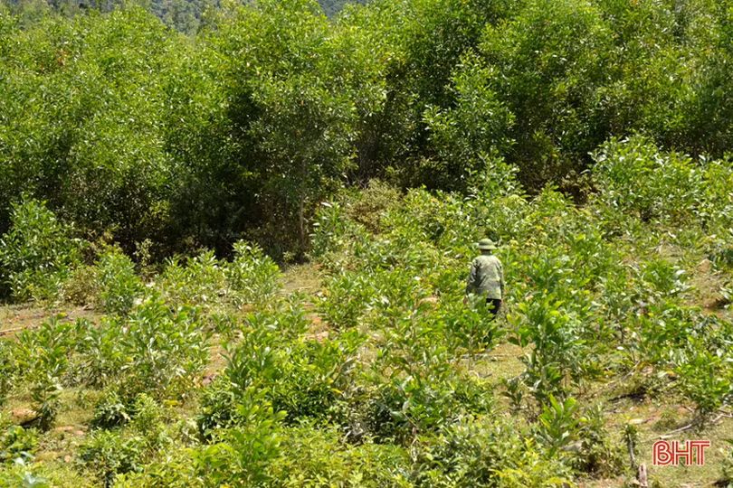 Kiên trì chinh phục rừng hoang, người thương binh xưa nay thành tỷ phú