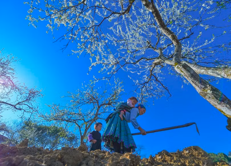 Bức ảnh hái chè ở cao nguyên Mộc Châu nổi bật trên tạp chí danh tiếng