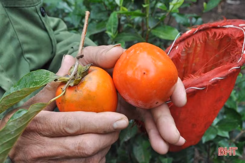 Lạc lối giữa vườn hồng “làm chơi, ăn thật” ở Hương Khê