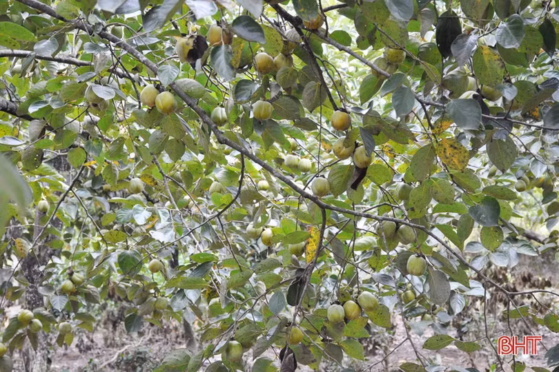 Lạc lối giữa vườn hồng “làm chơi, ăn thật” ở Hương Khê