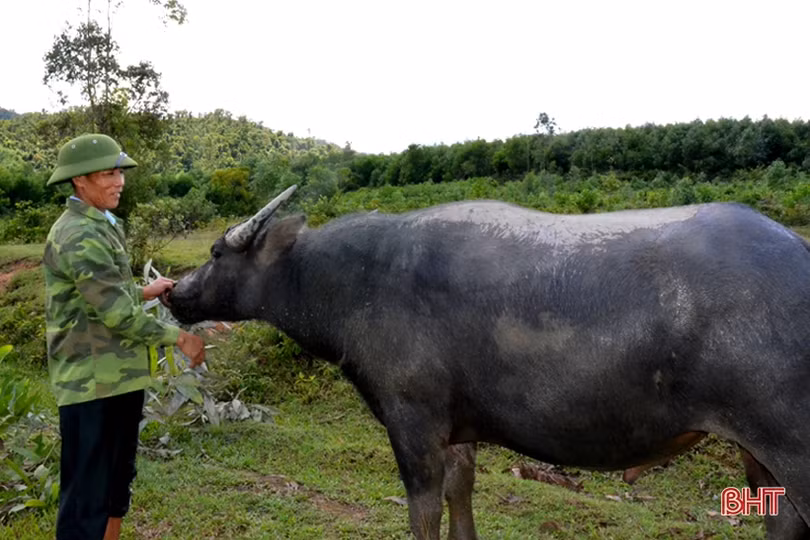 Kiên trì chinh phục rừng hoang, người thương binh xưa nay thành tỷ phú