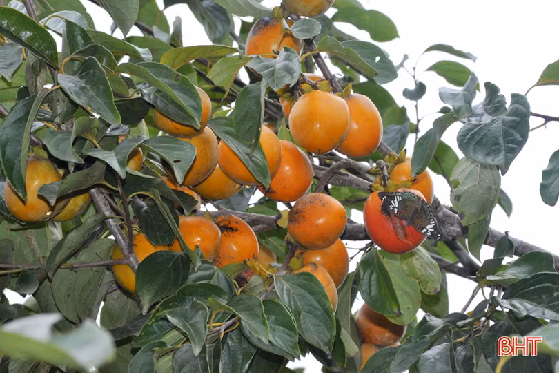 Lạc lối giữa vườn hồng “làm chơi, ăn thật” ở Hương Khê