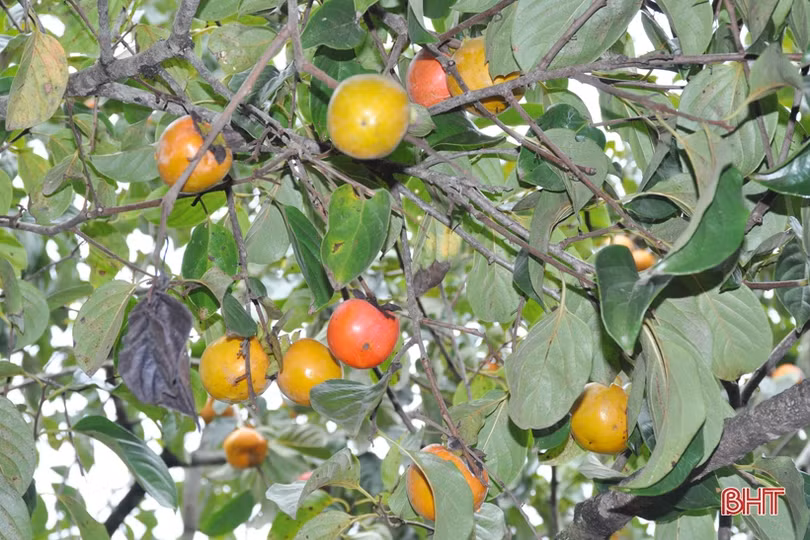 Lạc lối giữa vườn hồng “làm chơi, ăn thật” ở Hương Khê