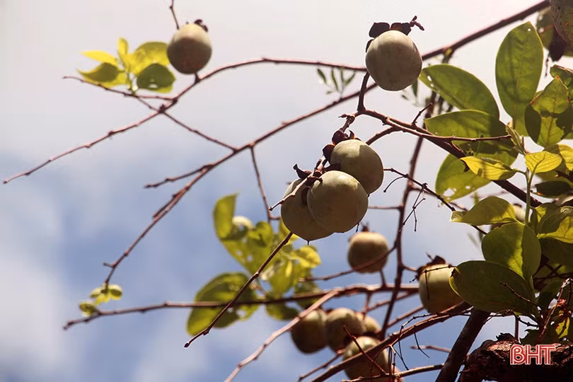 Hồng Đông Lộ chín rộ vườn, ai chậm chân đừng trách... thương lái!