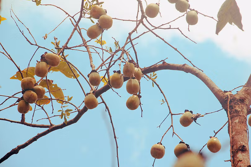 Hồng Đông Lộ chín rộ vườn, ai chậm chân đừng trách... thương lái!