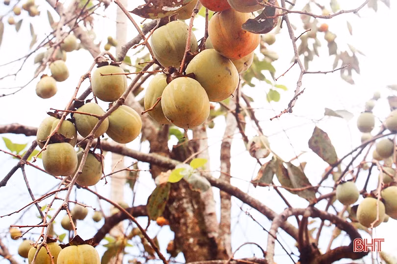 Hồng Đông Lộ chín rộ vườn, ai chậm chân đừng trách... thương lái!