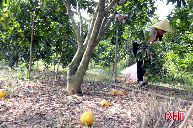 Cam rụng hàng loạt ở Vũ Quang