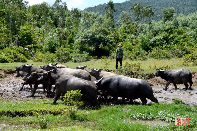Kiên trì chinh phục rừng hoang, người thương binh xưa nay thành tỷ phú
