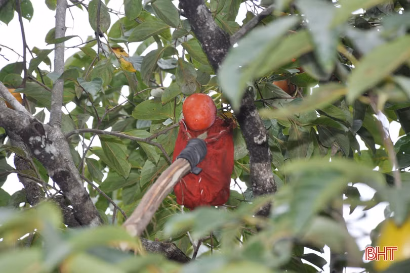 Lạc lối giữa vườn hồng “làm chơi, ăn thật” ở Hương Khê