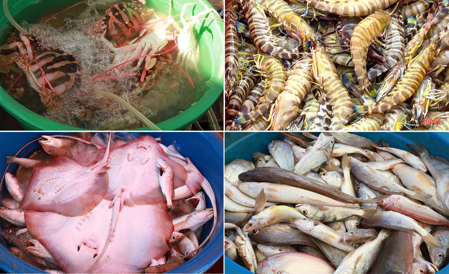 Vấn nạn tàu giã cào trên vùng biển Hà Tĩnh (bài 1): Khai thác tận diệt và hậu quả của việc giành giật ngư trường