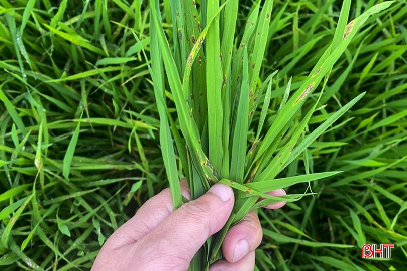 Bệnh đạo ôn lá có nguy cơ phát sinh mạnh trong điều kiện thời tiết duy trì hình thái âm u, ẩm độ cao, ánh sáng yếu. bqbht_br_141d4131645t30655l0-466.jpg
