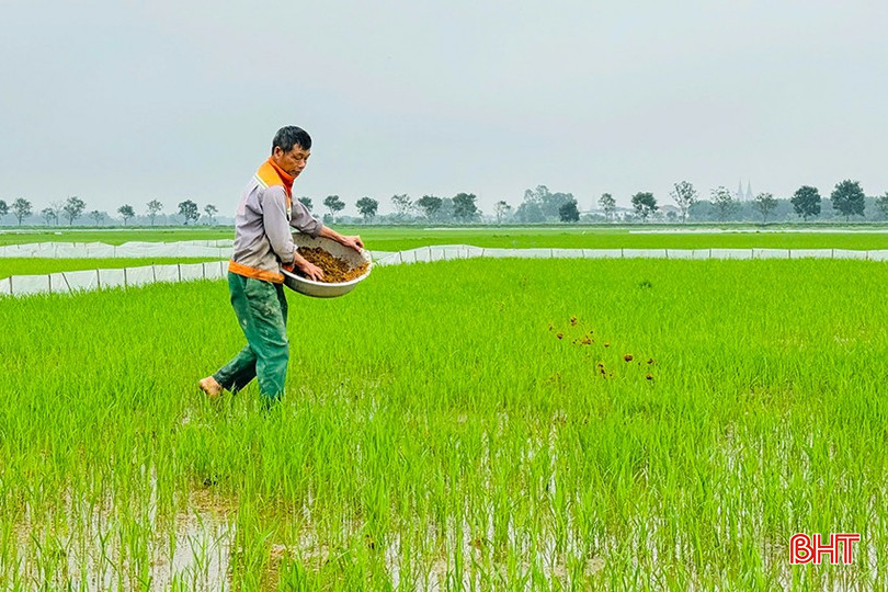 Nông dân bón bổ sung phân chuồng ủ hoai, cung cấp thêm dưỡng chất để kích thích cây đẻ nhánh. bqbht_br_z6341377220994-25955b7f78254b955507218d92431065.jpg
