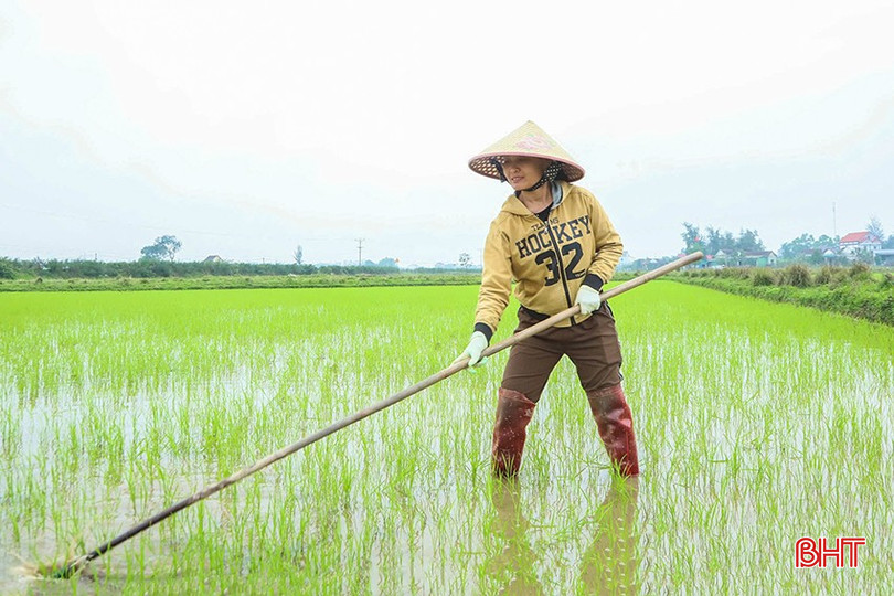 Nông dân tập trung hoàn thành tỉa dặm số diện tích lúa còn lại. bqbht_br_z6320171026743-6facdb0702c99853d8bd41aa670cf9c7.jpg