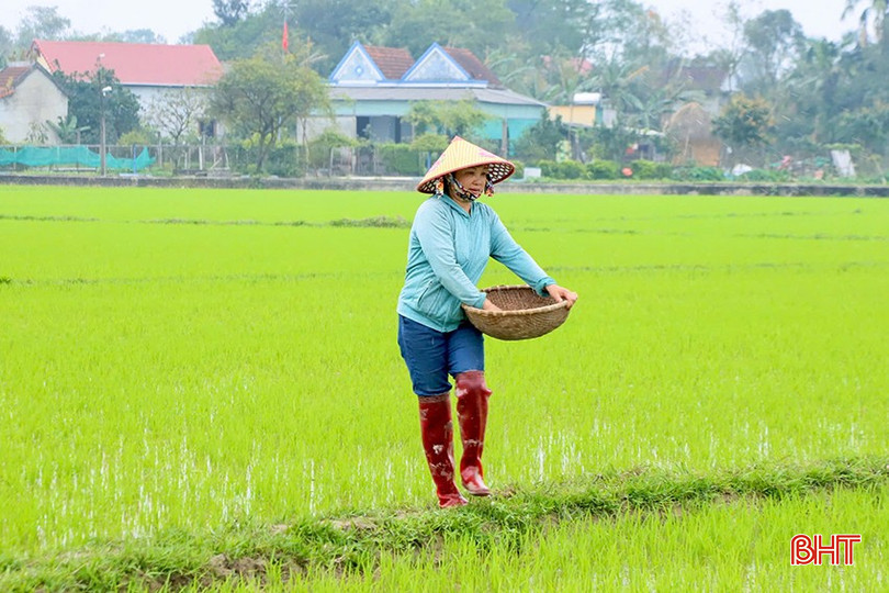 Chị Nguyễn Thị Nga (thôn Phúc Trung, xã Nam Phúc Thăng, Cẩm Xuyên) bón thúc đợt 1. bqbht_br_z6320170935544-acb60be59d8f26eef046451b39a3d461.jpg