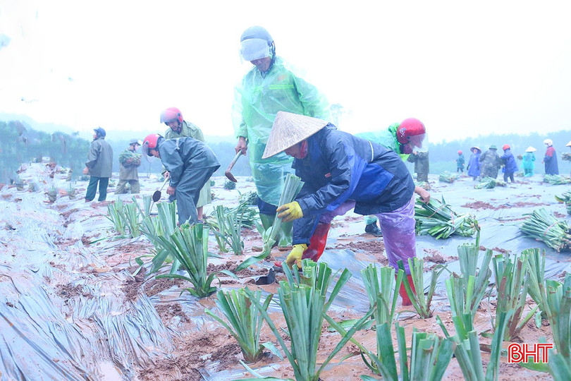 ບໍລິສັດຫຸ້ນສ່ວນຜະລິດຕະພັນອາຫານສົ່ງອອກ ດົງຈ່າວ (Doveco) ແລະ ສະຫະກອນຜະລິດໝາກນັດ Cam Hung ໄດ້ລົງນາມໃນສັນຍາຮ່ວມມືພັດທະນາເຂດປູກໝາກນັດເຊື່ອມຕໍ່ຢູ່ຕາແສງ Cam Hung ດ້ວຍການເຂົ້າຮ່ວມຂອງ 4 ຄອບຄົວ. bqbht_br_img-3696.jpg