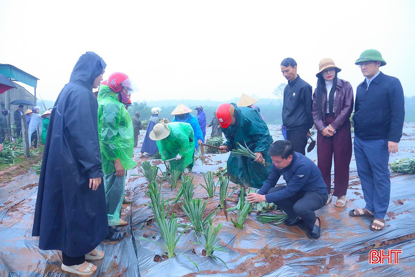 ຜູ້ຕາງໜ້າຈາກພະແນກກະສິກຳ ແລະ ສິ່ງແວດລ້ອມ, ອຳນາດການປົກຄອງຕາແສງ Cam Hung, ບໍລິສັດຫຸ້ນສ່ວນອາຫານສົ່ງອອກ ດົງຈ່າວ ແລະ ຊາວກະສິກອນທ້ອງຖິ່ນໄດ້ທົດລອງປູກຢູ່ຄົວເຮືອນຂອງທ່ານ ຫງວຽນຢູຮົ່ງ (ໝູ່ບ້ານ ຮືງເຈືອງ). bqbht_br_img-3678.jpg