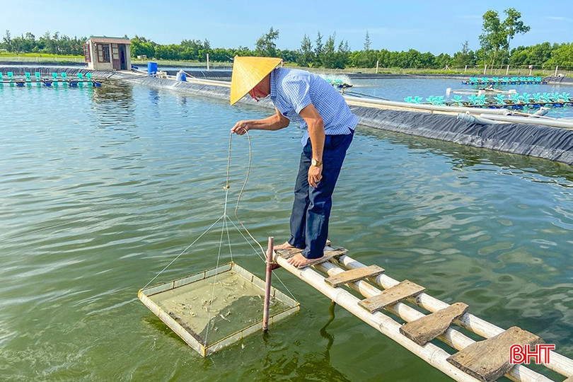 Người nuôi tôm cần thường xuyên kiểm tra ao nuôi, sức khỏe của tôm để có phương án phòng, chống dịch bệnh kịp thời. z5376623754668_708f4848fe11d955797766dd677e0266.jpg
