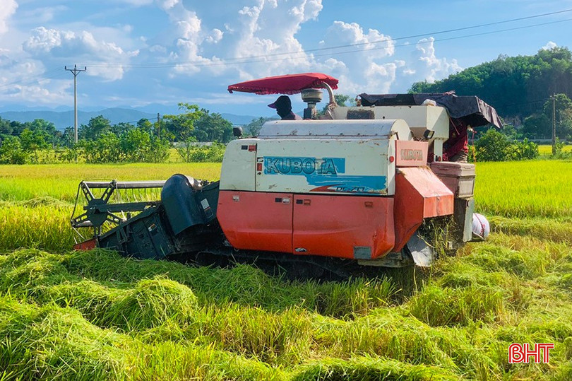 Khoảng 1.800 ha chưa thu hoạch tập trung chủ yếu tại Lộc Hà, Hương Sơn, thành phố Hà Tĩnh, Nghi Xuân, thị xã Hồng Lĩnh. z5797925679184_e96e75f203786178bb51a479907b817a.jpg