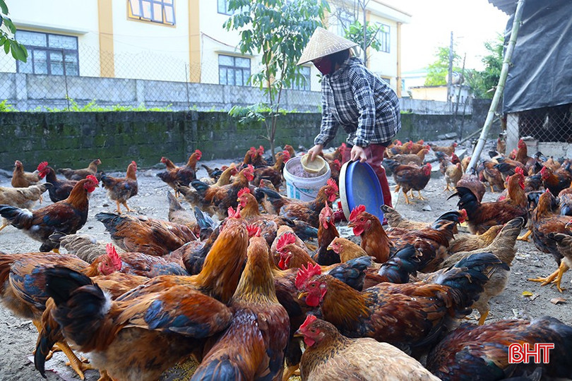 Người chăn nuôi xã Thạch Văn (TP Hà Tĩnh) đối mặt với nhiều khó khăn khi giá gà xuống thấp trong thời gian dài. bqbht_br_img-9774.jpg