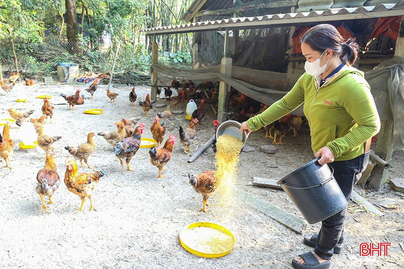 Khó khăn trong sản xuất, nhiều hộ chăn nuôi gà không mặn mà tái đàn. bqbht_br_img-9704.jpg