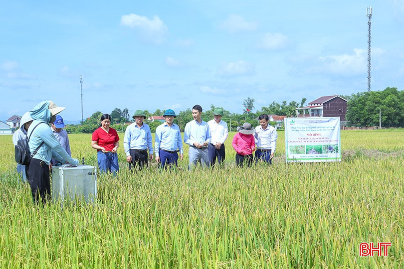 Các thành viên trong đoàn kiểm tra thực tiễn mô hình sản xuất lúa giảm phát thải, hướng tới tạo tín chỉ carbon tại thôn Trung Đông, xã Thiên Cầm. bqbht_br_03.jpg