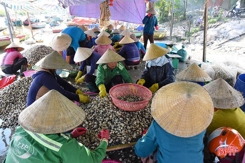 Hợp tác xã NTTS Việt Hồng (xã Mai Phụ, Lộc Hà) thu hoạch ngao. DSC_1793.jpg
