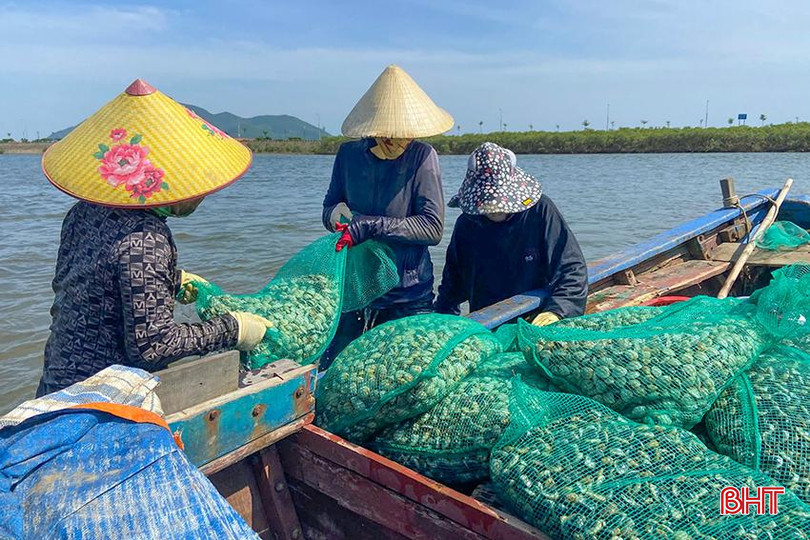 Năm nay, sản lượng ngao ở các vùng nuôi trong tỉnh tương đối tốt. z5714870730993_5a9a03af3b63146cfe995ca8b988f823.jpg