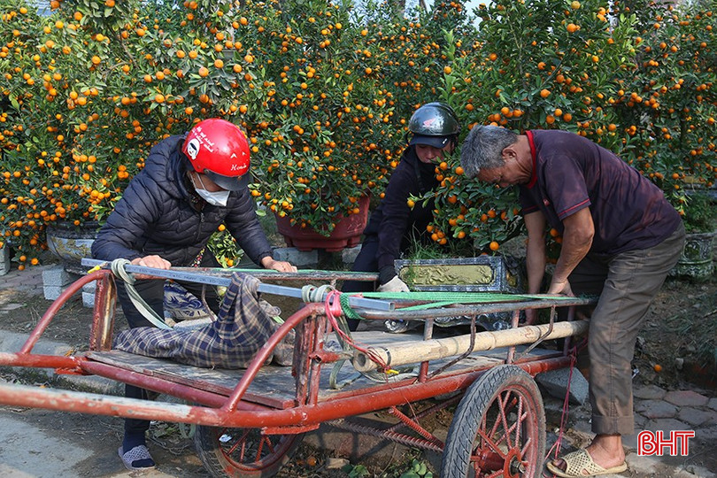 Cây quất chủ yếu dao động từ 1 - 3 triệu đồng. bqbht_br_img-0090.jpg