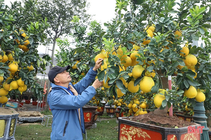 Bưởi thế được tiểu thương nhập về số lượng lớn tại Đại lộ Xô Viết Nghệ Tĩnh (TP Hà Tĩnh). bqbht_br_z6255696067814-8ff0e77530506a9c65b57761ce0b7ef6.jpg