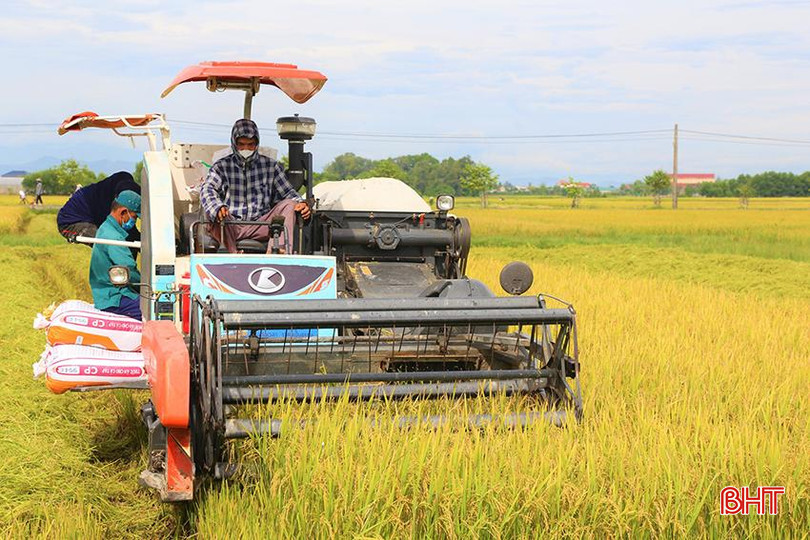 Máy gặt đập liên hợp giúp bà con nông dân Hà Tĩnh đẩy nhanh tiến độ thu hoạch vụ hè thu. Ảnh Thúy Quỳnh. 456265049_7567717669994331_3740861561954743188_n.jpg