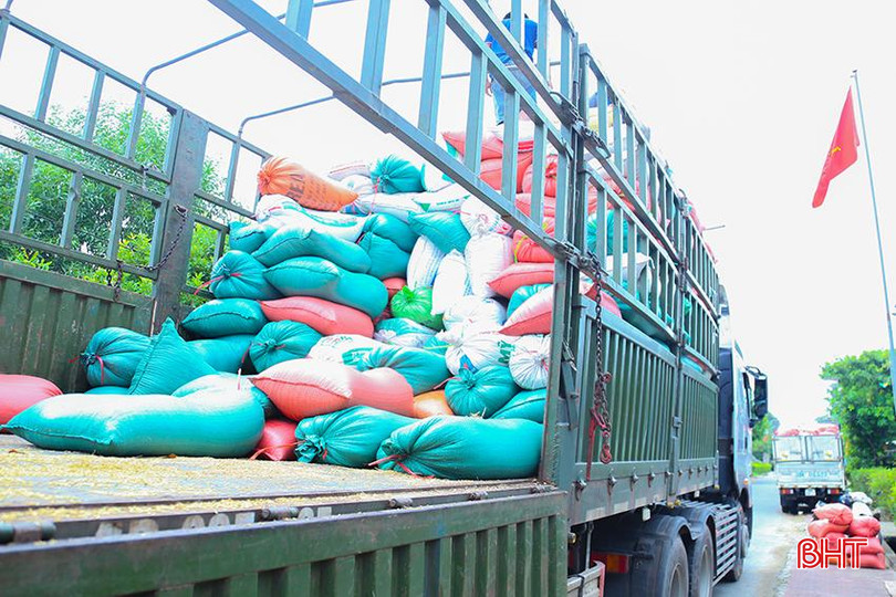 Giá lúa Khang Dân 18 thương lái thu mua với giá 6.500 - 6.700 đồng/kg. IMG_0073.jpg