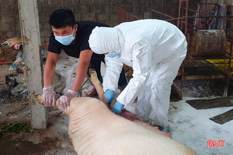 Việc báo cáo lợn nghi ngờ bị nhiễm bệnh hoặc bị chết lên chính quyền địa phương là trách nhiệm của người chăn nuôi. bqbht_br_z6819485436310-34dff4fbb23d5bdd18f53e1427887fd1.jpg