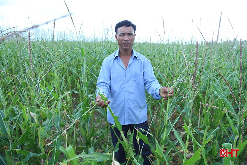 Hơn 2 sào mía, 4 sào ngô và 1 mẫu cỏ voi của anh Cao Văn Hùng đã bị châu chấu tre gây hại nặng trong vòng gần 1 tuần. Hơn 2 sào mía, 4 sào ngô và 1 mẫu cỏ voi của anh Cao Văn Hùng đã bị châu chấu tre gây hại nặng trong vòng gần 1 tuần.