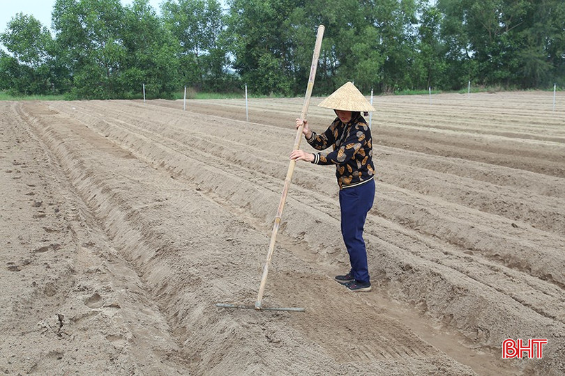 Bà con nông dân xã Thạch Văn xuống giống bổ sung diện tích củ cải vụ đông. bqbht_br_img-5297.jpg