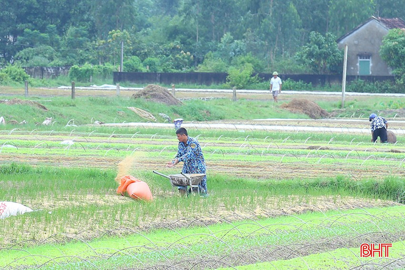 Nông dân thôn Hồng Lĩnh (Can Lộc) chăm sóc cây giống vụ đông để cung ứng cho thị trường. bqbht_br_img-0252.jpg