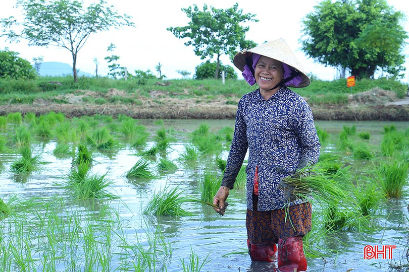 Dù phải trải qua nhiều vất vả trong sản xuất vụ hè thu, người nông dân Hà Tĩnh vẫn kiên trì bám đất, bám đồng với kỳ vọng về vụ hè thu thắng lợi. bqbht_br_img-4773.jpg