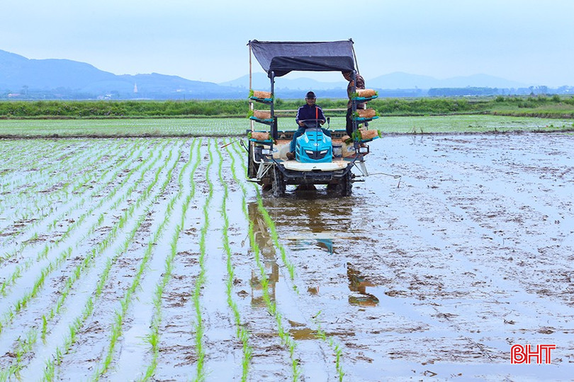 Trong vụ sản xuất hè thu, bà con nông dân luôn cố gắng chủ động gieo cấy “sớm một ngày hay một điều”. bqbht_br_img-4316.jpg