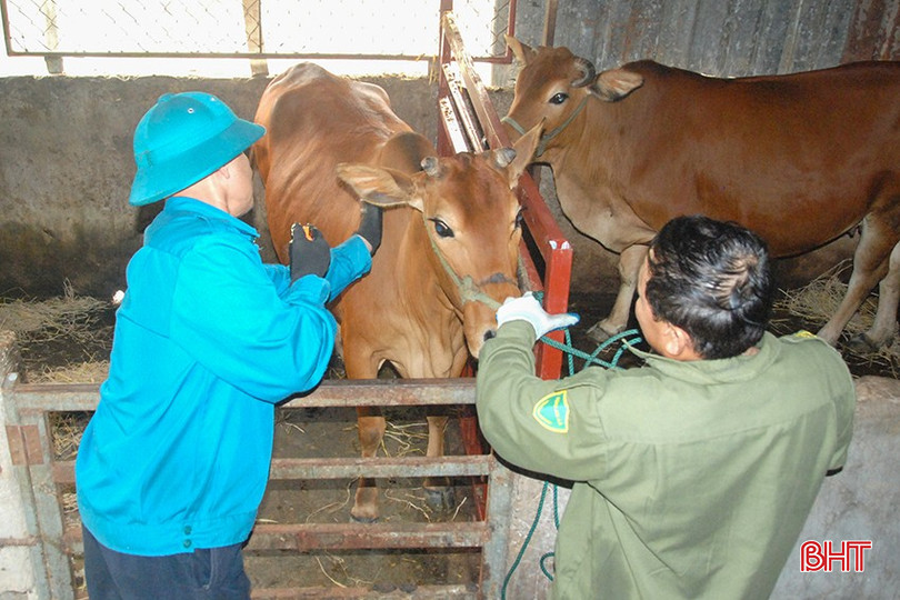 TP Hà Tĩnh tập trung tiêm phòng vắc - xin cho đàn gia súc các phường, xã. bqbht_br_dsc-0127.jpg