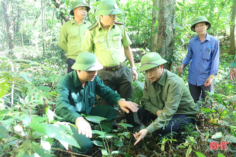 Huyện Hương Sơn đang đẩy mạnh trồng cây thiên niên kiện dưới tán rừng, vừa mang lại thu nhập cao cho người dân, vừa góp phần bảo vệ rừng hiệu quả. bqbht_br_img-5335.jpg